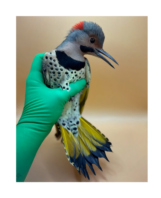 Northern Flicker Greeting Card