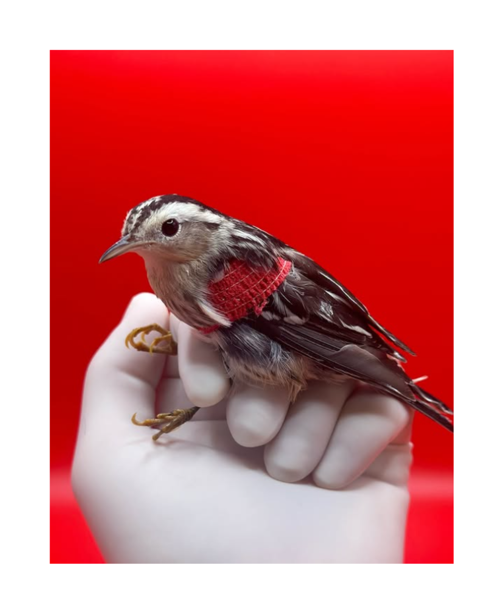 Black & White Warbler Greeting Card