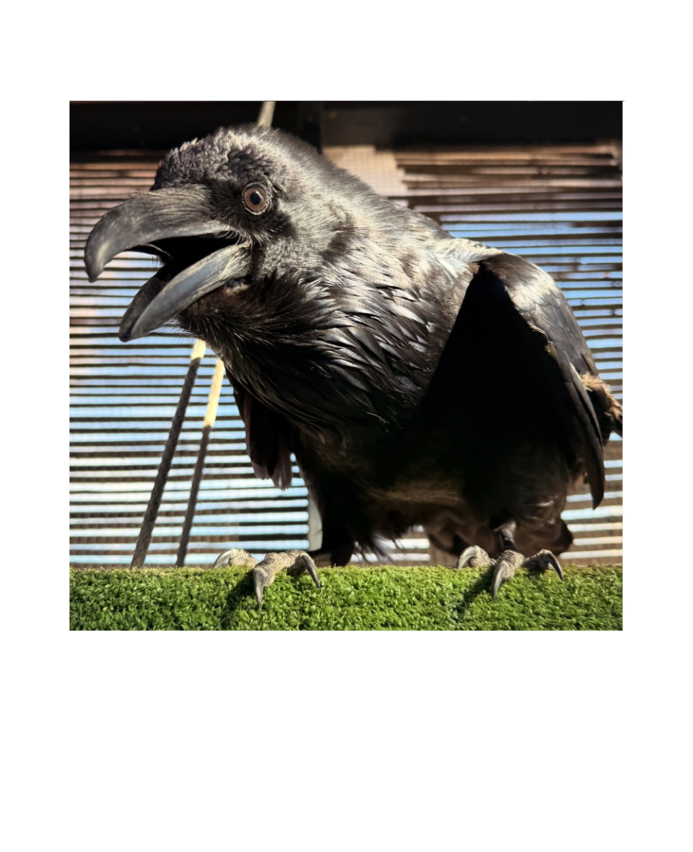 Common Raven 'Zia' Greeting Card