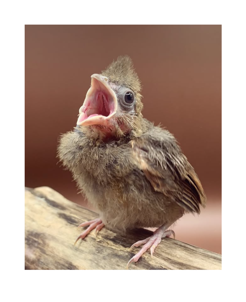 Northern Cardinal Fledgling Greeting Card