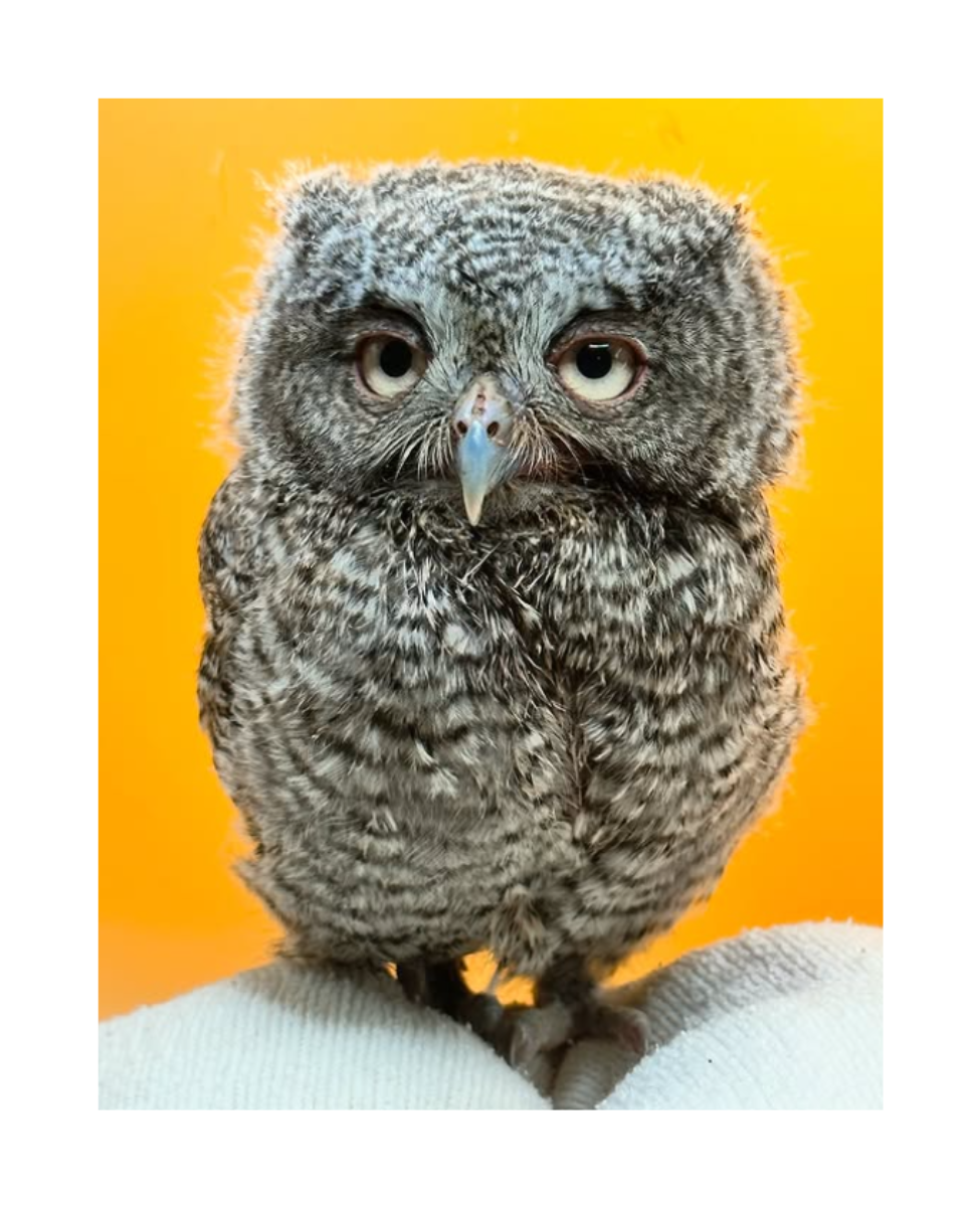 Eastern Screech Owlet Greeting Card