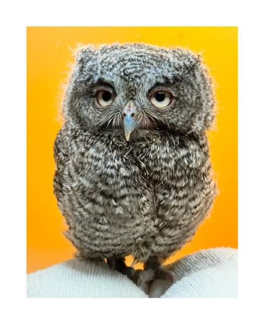 Eastern Screech Owlet Greeting Card