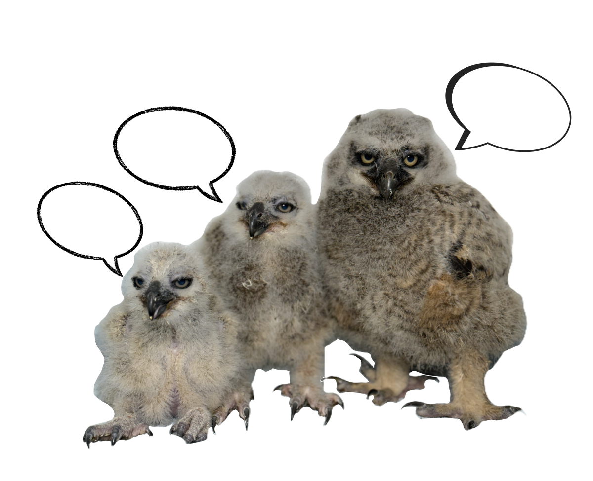 Great Horned Owlets Greeting Card