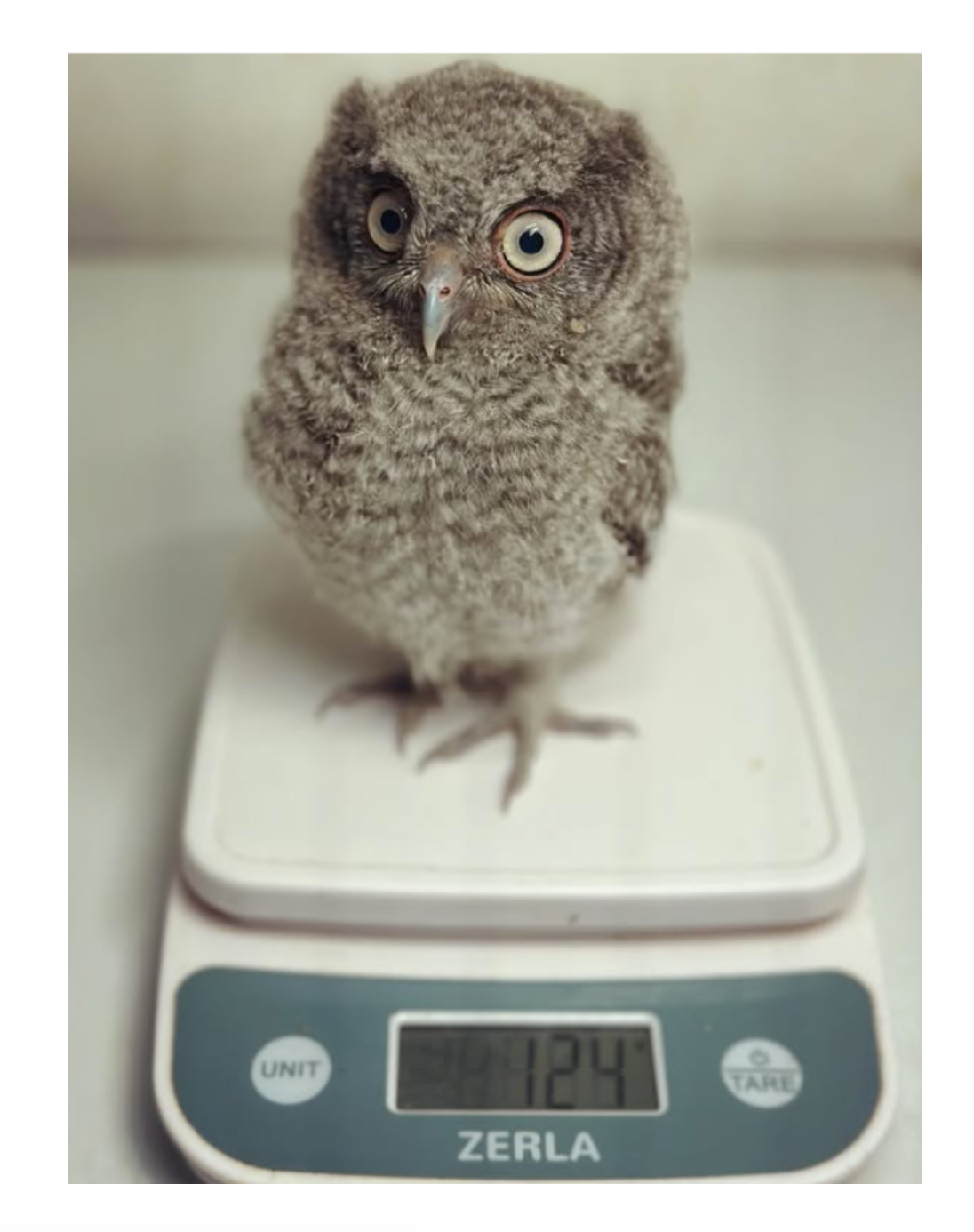 Eastern Screech Owlet at Weigh In Greeting Card