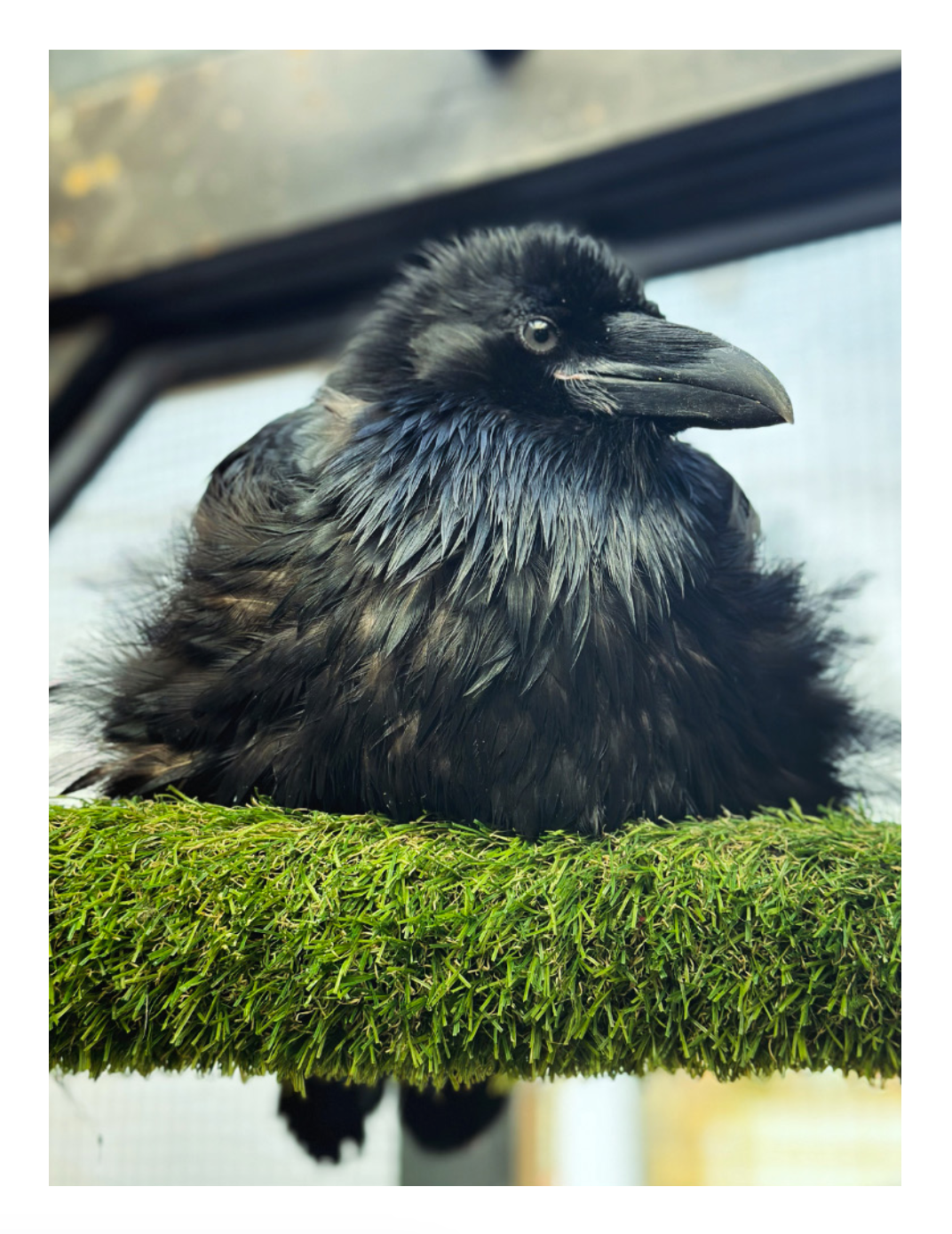 Common Raven 'Zola' Greeting Card